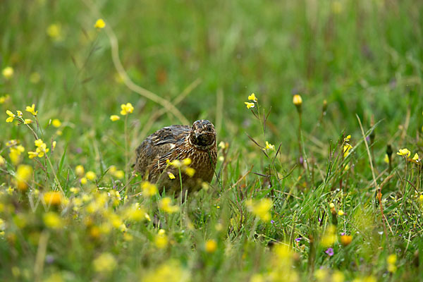 Wachtel (Coturnix coturnix)