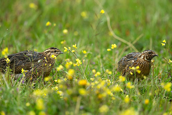 Wachtel (Coturnix coturnix)