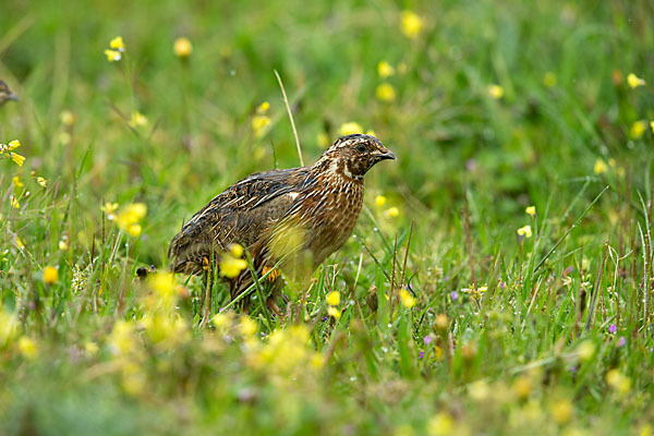 Wachtel (Coturnix coturnix)