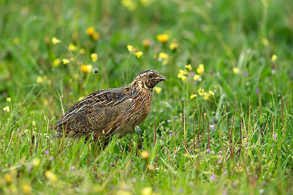 Wachtel (Coturnix coturnix)