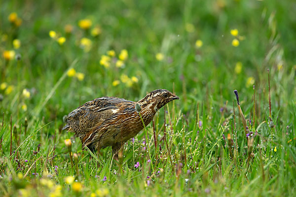 Wachtel (Coturnix coturnix)