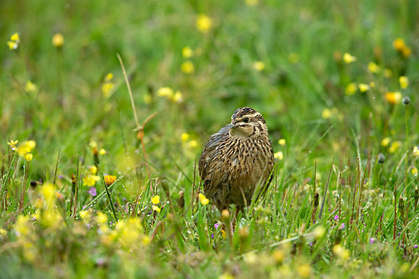 Wachtel (Coturnix coturnix)