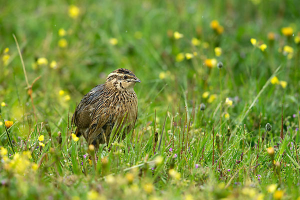 Wachtel (Coturnix coturnix)