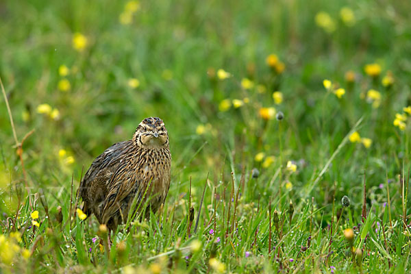 Wachtel (Coturnix coturnix)