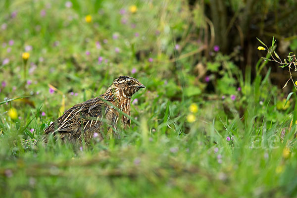 Wachtel (Coturnix coturnix)