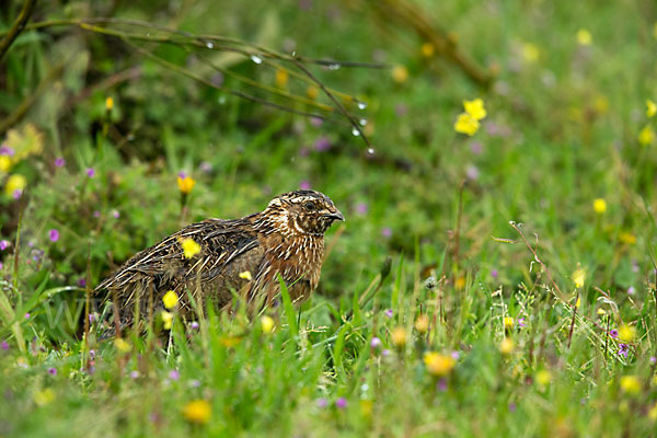 Wachtel (Coturnix coturnix)