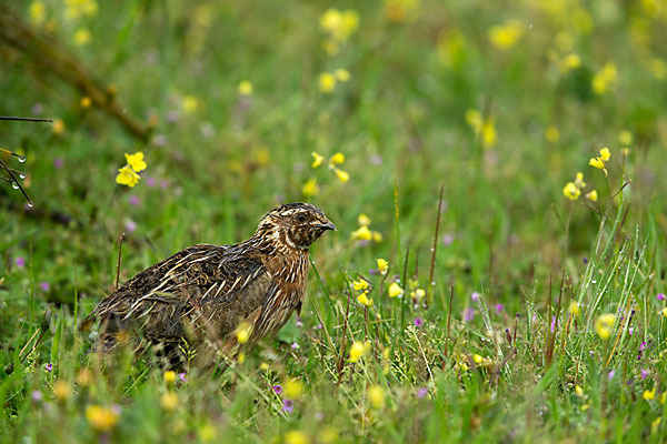 Wachtel (Coturnix coturnix)