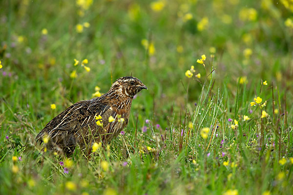 Wachtel (Coturnix coturnix)