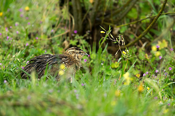 Wachtel (Coturnix coturnix)