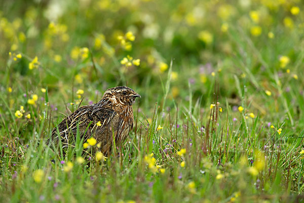 Wachtel (Coturnix coturnix)