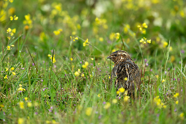 Wachtel (Coturnix coturnix)