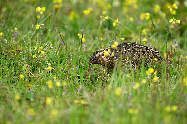 Wachtel (Coturnix coturnix)