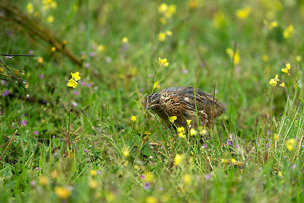 Wachtel (Coturnix coturnix)