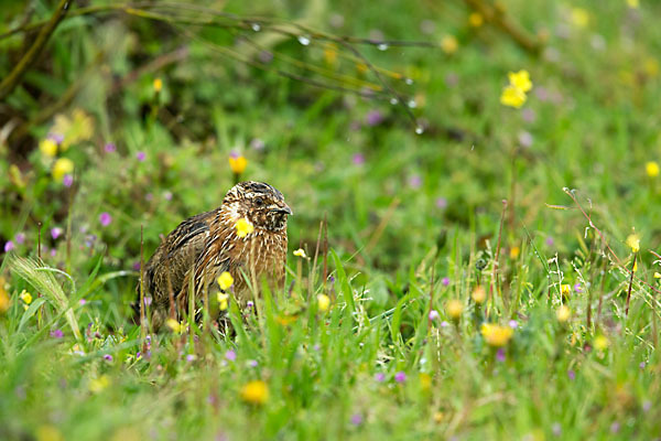 Wachtel (Coturnix coturnix)