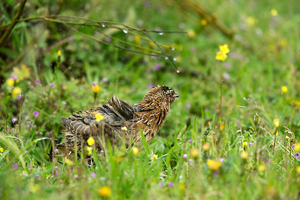 Wachtel (Coturnix coturnix)