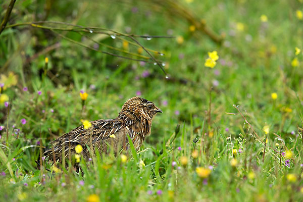 Wachtel (Coturnix coturnix)