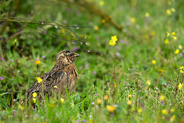 Wachtel (Coturnix coturnix)