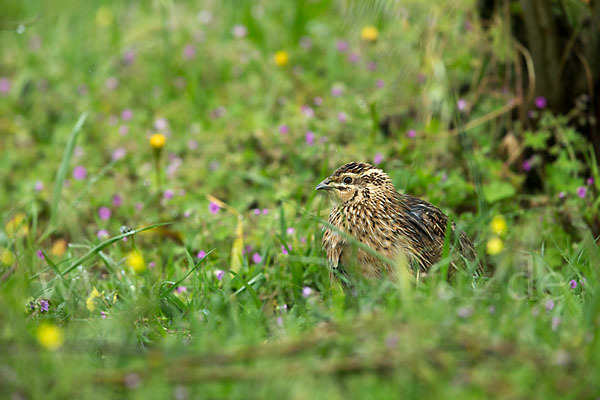 Wachtel (Coturnix coturnix)