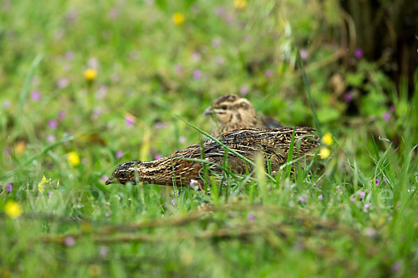 Wachtel (Coturnix coturnix)