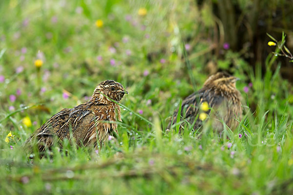 Wachtel (Coturnix coturnix)