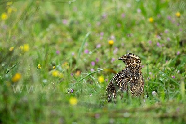 Wachtel (Coturnix coturnix)