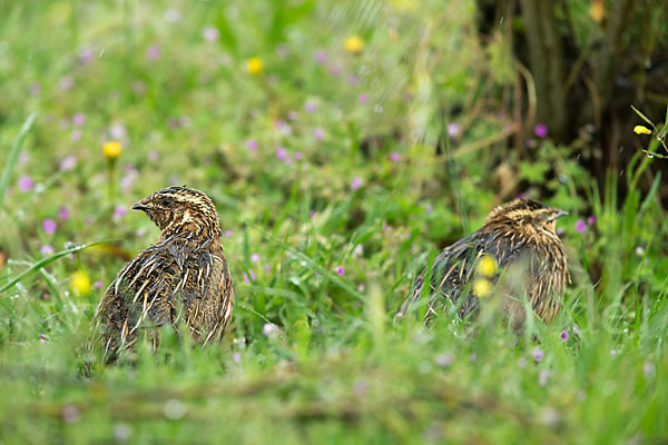 Wachtel (Coturnix coturnix)