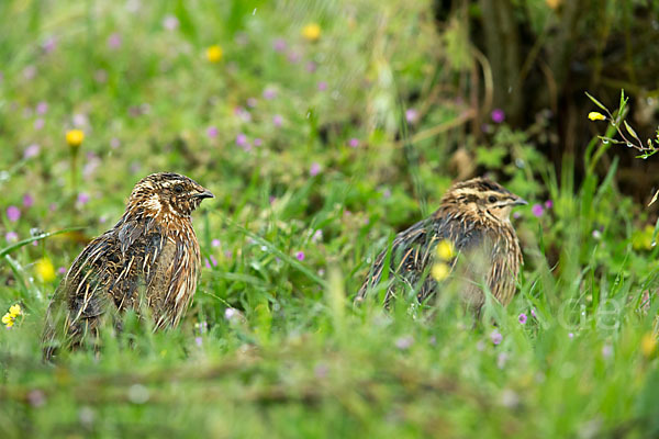 Wachtel (Coturnix coturnix)