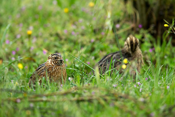 Wachtel (Coturnix coturnix)