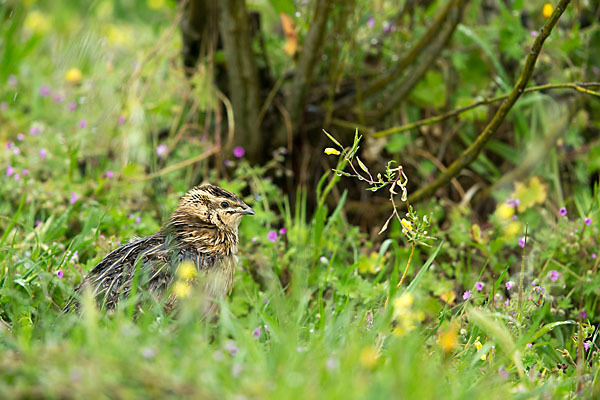 Wachtel (Coturnix coturnix)