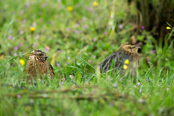 Wachtel (Coturnix coturnix)