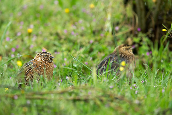 Wachtel (Coturnix coturnix)