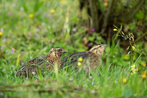 Wachtel (Coturnix coturnix)