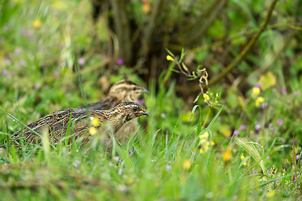 Wachtel (Coturnix coturnix)