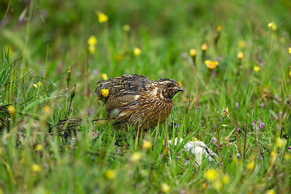 Wachtel (Coturnix coturnix)