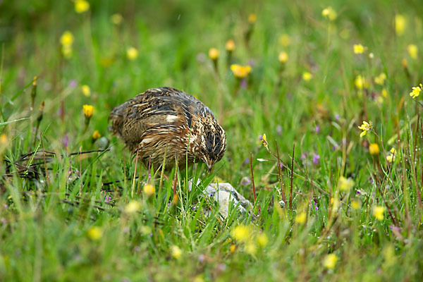 Wachtel (Coturnix coturnix)