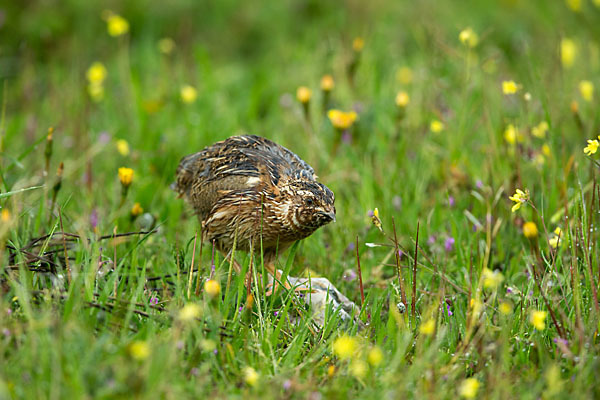 Wachtel (Coturnix coturnix)