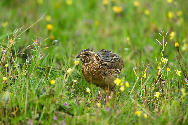 Wachtel (Coturnix coturnix)