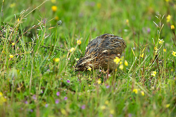 Wachtel (Coturnix coturnix)