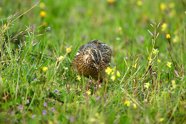 Wachtel (Coturnix coturnix)