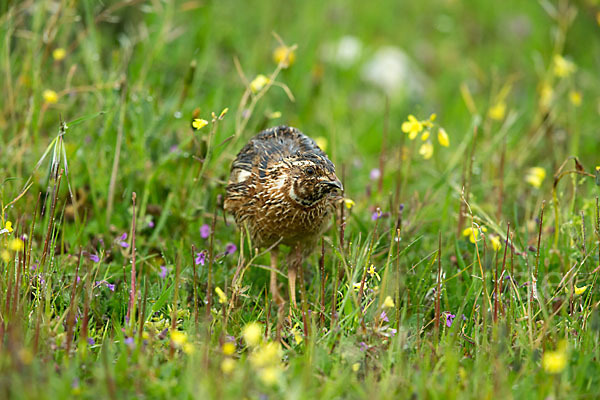 Wachtel (Coturnix coturnix)