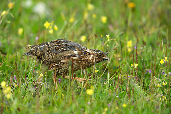 Wachtel (Coturnix coturnix)