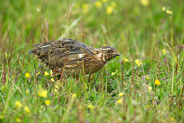 Wachtel (Coturnix coturnix)