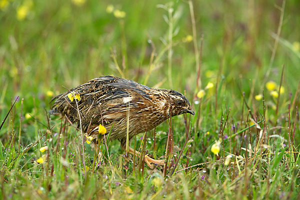 Wachtel (Coturnix coturnix)