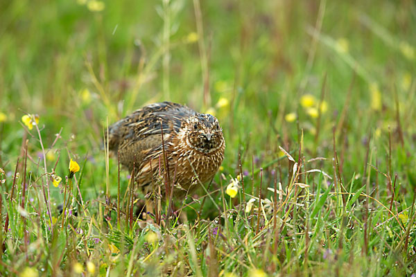 Wachtel (Coturnix coturnix)