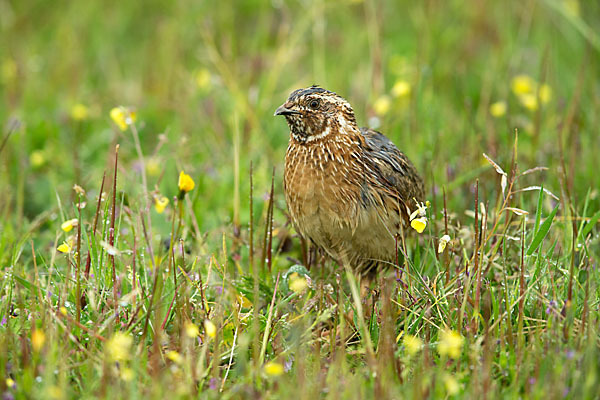 Wachtel (Coturnix coturnix)