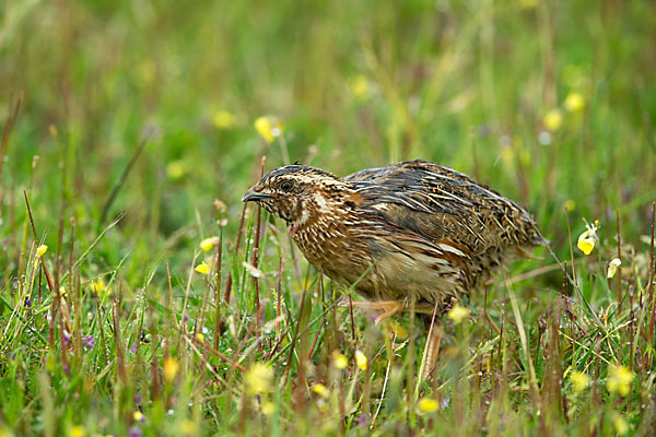 Wachtel (Coturnix coturnix)