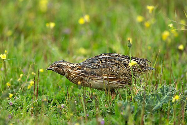 Wachtel (Coturnix coturnix)