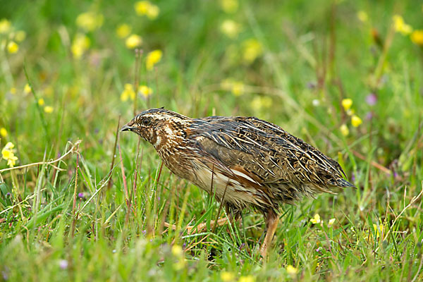 Wachtel (Coturnix coturnix)