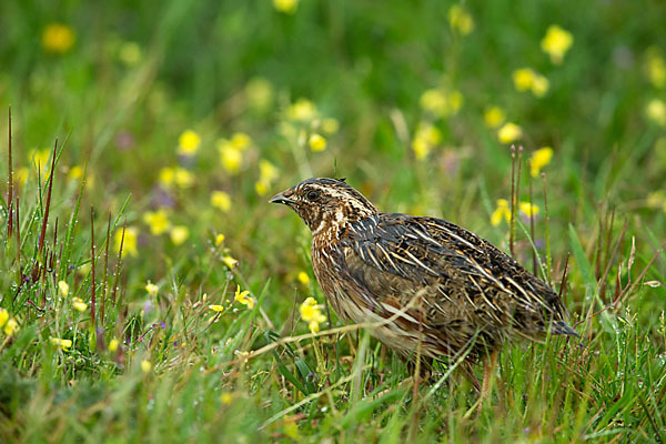 Wachtel (Coturnix coturnix)