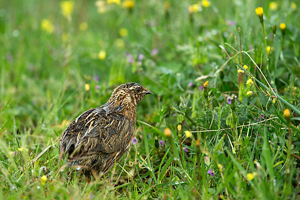 Wachtel (Coturnix coturnix)